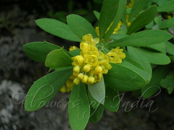 Indian Lycium